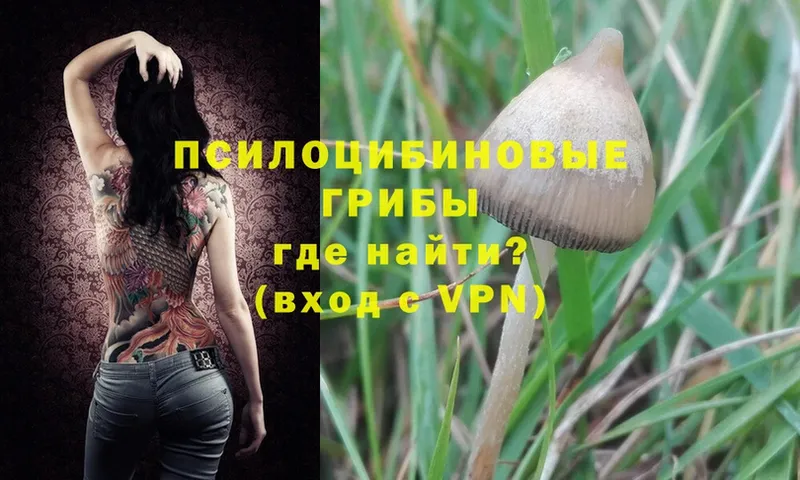 купить  цена  мега маркетплейс  Галлюциногенные грибы MAGIC MUSHROOMS  Дубна 